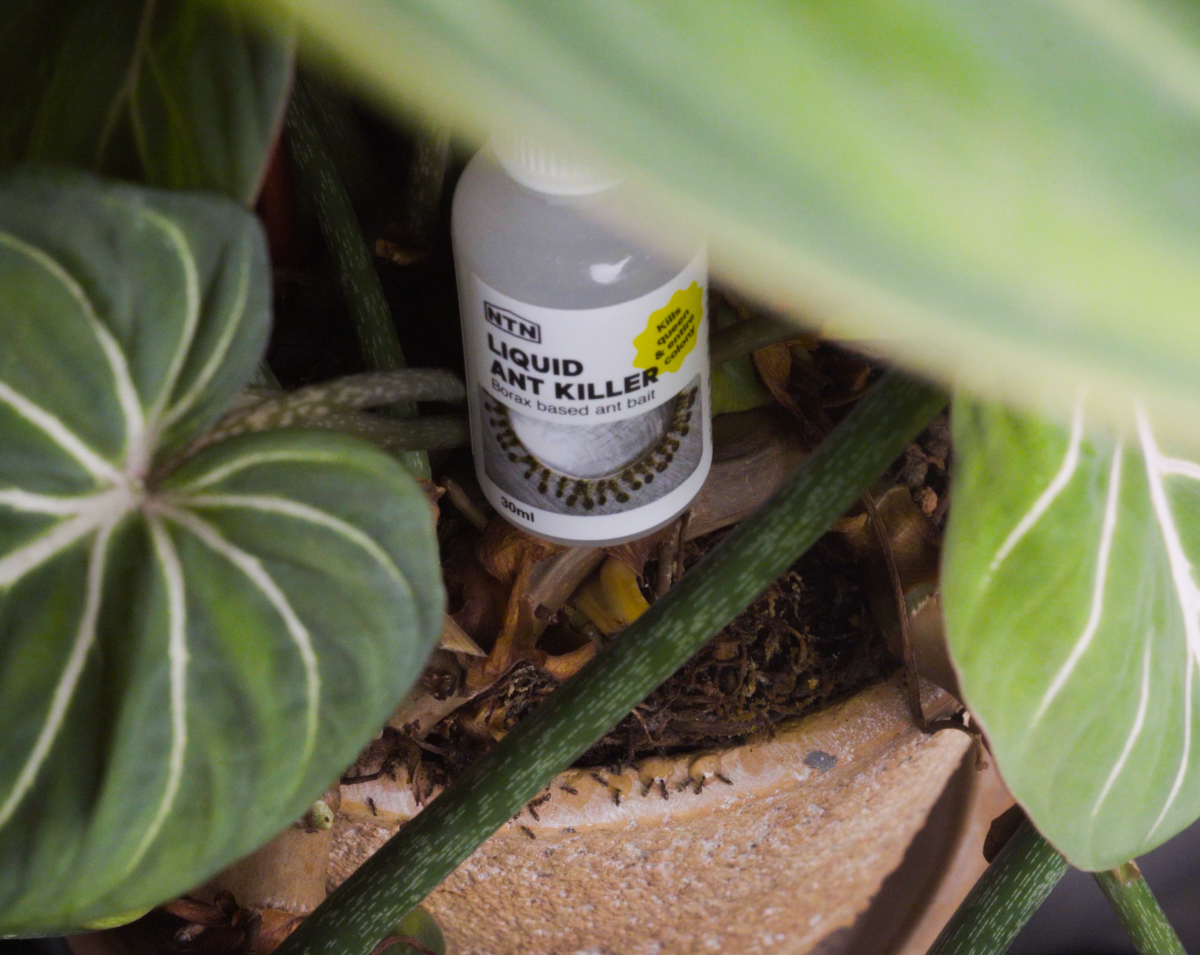 NTN Liquid Ant Killer bottles