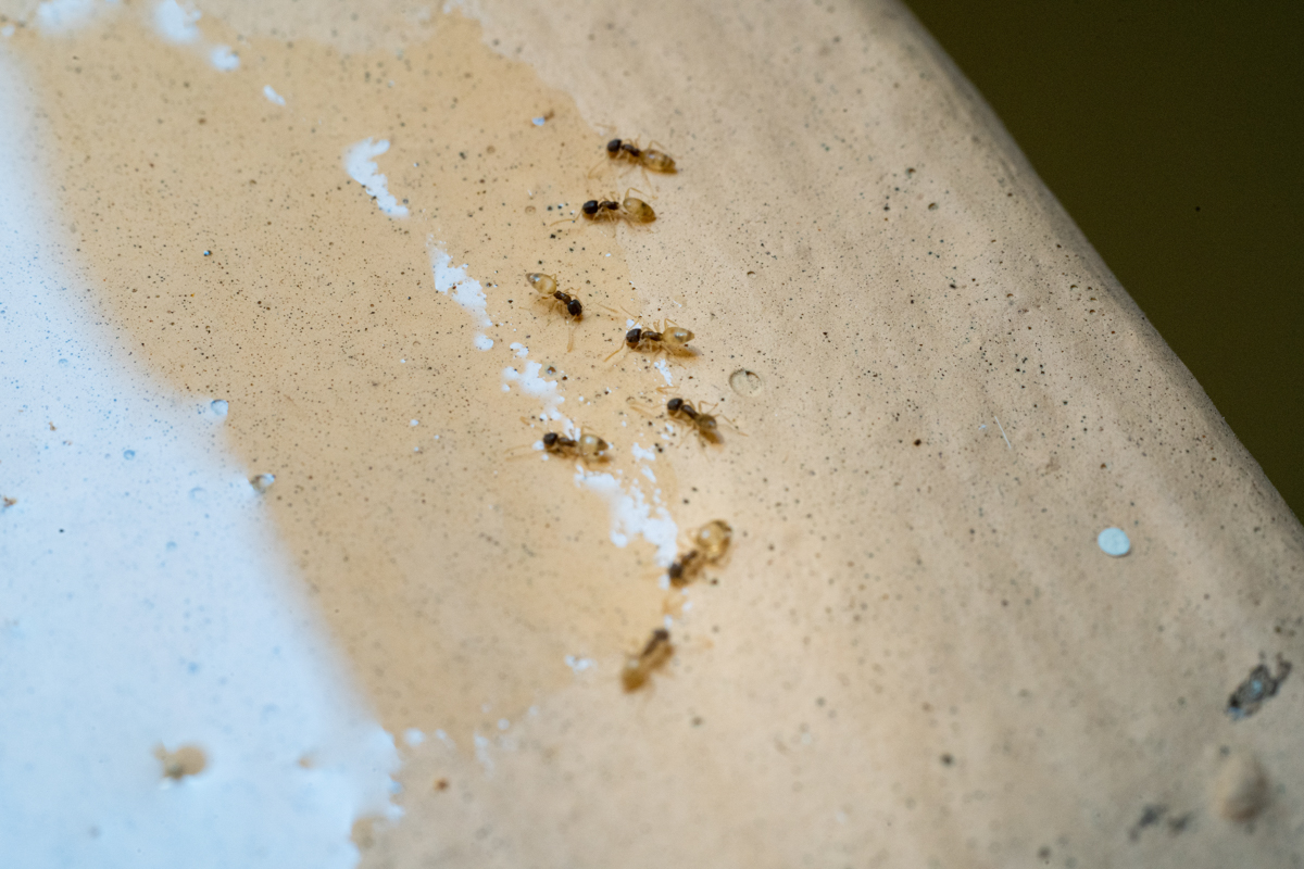 Ant trail on surface